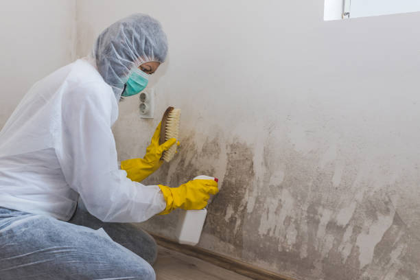 Best Attic Mold Removal  in Crompond, NY