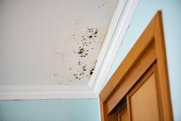 Best Mold Removal Process  in Crompond, NY