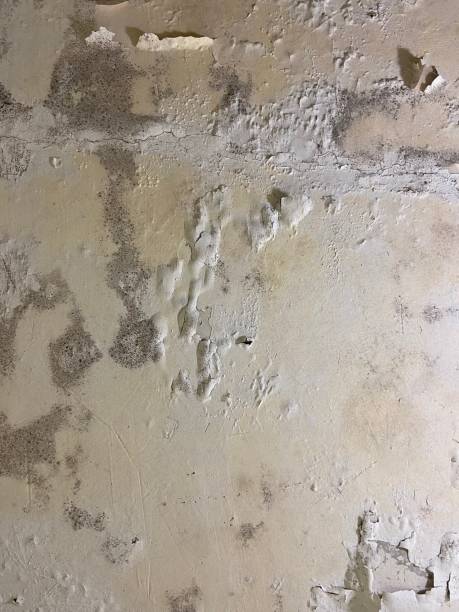 Best Certified Mold Removal  in Crompond, NY