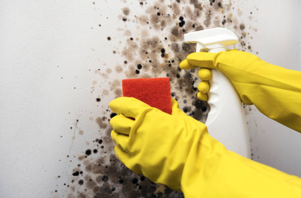 Best Home Mold Removal  in Crompond, NY