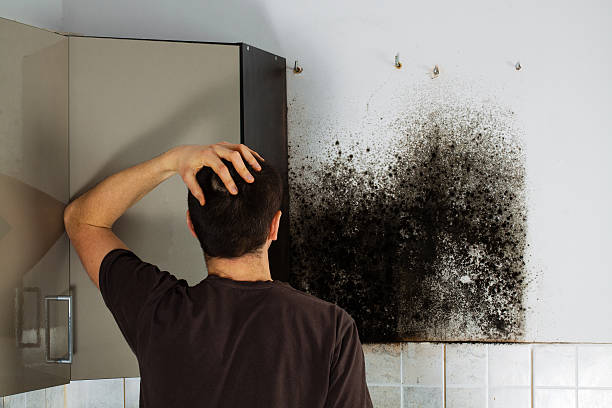Best Best Mold Removal Companies  in Crompond, NY
