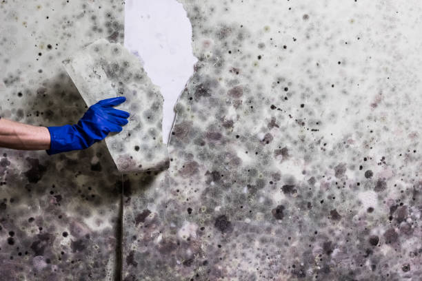 Best Toxic Mold Removal  in Crompond, NY