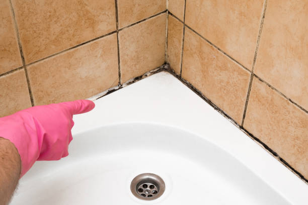 Professional Mold Removal in Crompond, NY