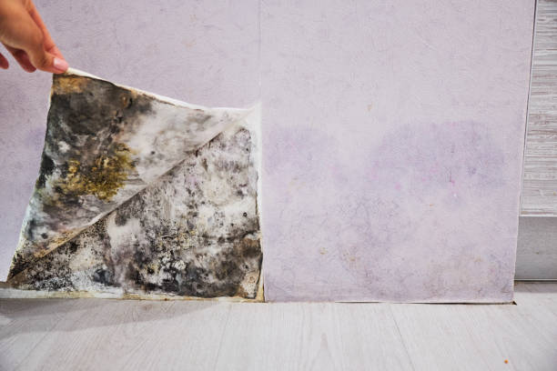 Best Office Mold Removal Services  in Crompond, NY